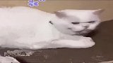 白猫没事找事，还怪其他的猫咪，猫咪真无辜