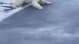 北极熊向你展示如何通过薄冰，有个疑问他怎么知道这块冰是薄的