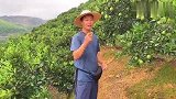 小伙来到云南冰糖橙果园，尝尝口感好了没有，结果下大雨