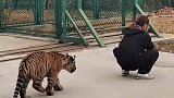 这老虎想干什么呢