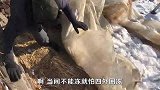 农民王小：去年新菜埋地下，寒冬腊月挖开还能吃吗，到底会啥样