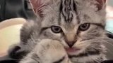 看！小猫咪在给你眨眼！