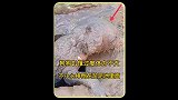 流浪街头的狗狗饥饿过度摔倒在污水池里面，幸好遇到了善良的小哥