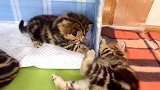 调皮的小奶猫上线，这可爱的小表情，真是想抱回家！