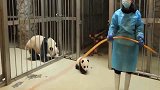 到处乱跑的小熊猫，被熊妈妈揪着耳朵拖回屋，悲催！