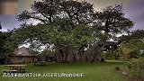 一棵树活了6000岁  树干直径21米 里面可以住40个人