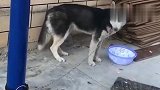 哈士奇：能不能先把曲停下吃个饭