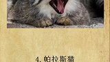 世界上十种被禁养的猫。