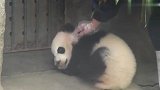 举报！这里抓到一个偷摸撸熊猫的奶妈！网友：放着我来