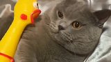 猫咪也有弱点，就是怕一只玩具鸡，看完别笑