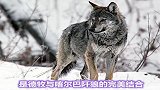 摸摸自己的口袋，还是算了吧，这货不是一般的贵啊