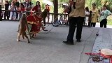 猴子抬花轿。