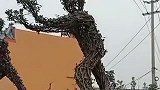 民间手艺人还真多啊，这次回老家的时候，有种树成精的既视感！