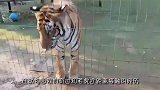 男子厕所偶遇老虎,以为是恶搞,淡定从它身下爬过时老虎却回了头