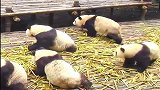 大熊猫：不好，有情况，快撤退！