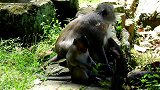 新生的猴宝宝被猴子护送到安全的地方，她总是担心一个猴宝宝