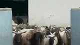 一直困扰世界的难题居然被中国的一群羊解决了