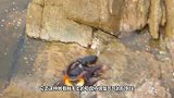 海鳗上岸捕食，刚钻进洞里，突然一到黑影闪过，慌忙逃走