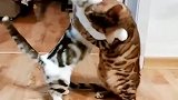 花猫使劲讨好媳妇，下一刻被直接抱摔，真的太温馨了