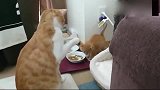 带回家一只小猫，大橘不淡定了，竟想对小猫下“毒手”