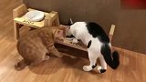 橘猫：你一个抢食的还敢打我奶牛猫：你走开，我长身体呢