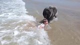 狗狗看见小女孩被浪花冲倒，立马上前叼住往岸上拽，好贴心
