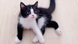 如何防止被猫咪抓伤，学会这个就够了！