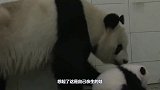 熊猫一掌将宝宝推开，忽然想起是自己亲生的，原谅我笑出了鹅叫声