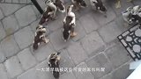 男子下河游泳，立马被一群小鸭子包围，知道真相后哭笑不得