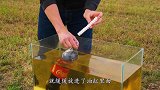 将可乐和曼妥思倒进油里，还会发生剧烈反应吗？结果意外发生了！