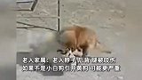 老人遭黄狗疯狂扑咬摔倒，家犬上前护主也被撕咬：2天咬2人，前一天刚咬过小孩