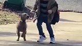 小狗狗+小朋友=双倍小可爱