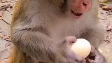 猴王吃鸡蛋不会开？