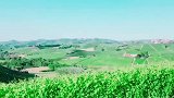 最美葡萄园，不想在梦中醒来