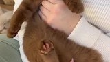 谁会拒绝一个粑粑猫呢