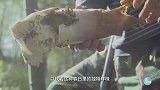 汤白汁浓，这笃笃笃冒出的香气，你忍得了吗？
