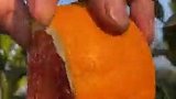 塔罗科玫瑰血橙 这样吃才带劲哦