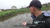 阴雨天钓藕塘，鱼口还不错