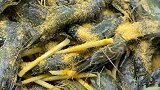 盐焗大虾，好吃到连壳都不放过