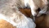 猫：快放开我，我才不喜欢你呀！