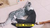 狸花猫：羡慕吧！这是朕的女朋友