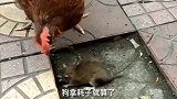 老鼠：兄弟姐妹们，你们怎么被一锅端了呢不过死的够整齐啊
