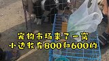 宠物市场捡漏，边牧篇