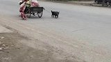 两只小土狗帮老奶奶拉车