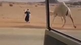 男子用小骆驼作为“诱饵”，引导骆驼妈妈远离公路，搞笑一幕曝光