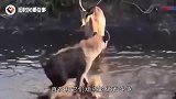 鬣狗捕杀2吨重的河马，直接“生吃”，隔着屏幕都感觉到蛋疼