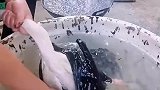 鸭子这样退毛，涨见识了