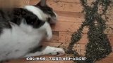 让猫咪陷入疯狂的猫薄荷，给老虎闻一下会怎样忍住别笑