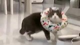 铲屎官卸了个妆，英短猫咪：妈呀这是谁啊啊哧溜吓跑了