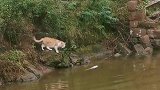 小野猫捕到一条大鱼可开心了！鱼：你高兴的太早了！